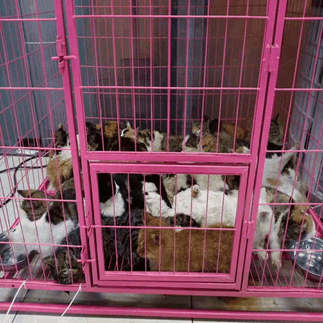 深夜300多只待宰猫咪获救遗憾的是