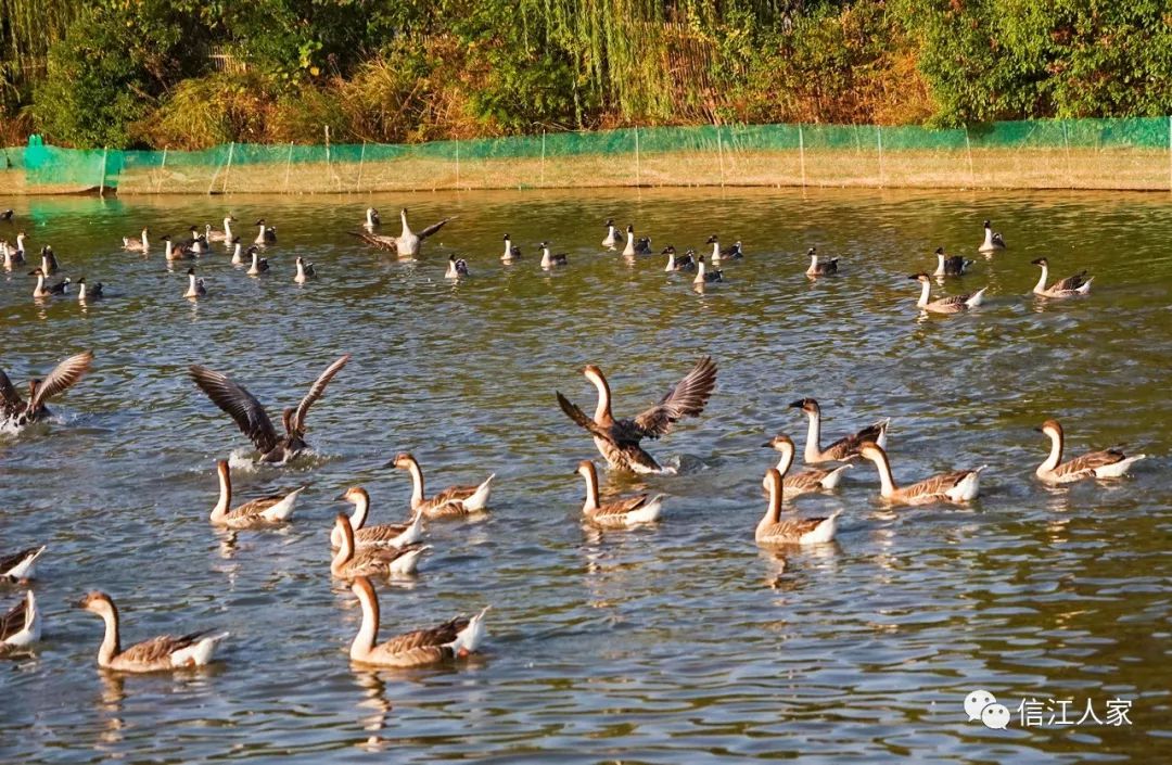 候鸟乐园大雁岛(南昌随拍之十一)