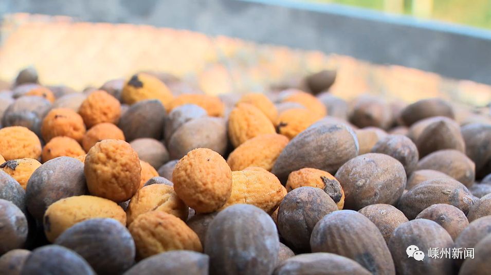 嵊州有种土豪香榧800元一斤只有一棵350年的老榧树上才有