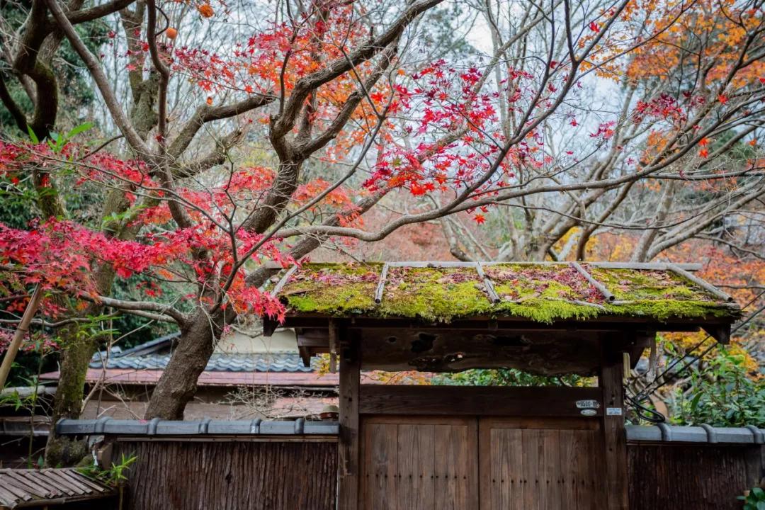 日本赏枫 | 2019年日本赏枫攻略，不要错过今年的红叶季！