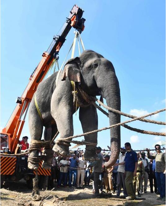 印度杀人象"奥萨玛"放逐野外_大象