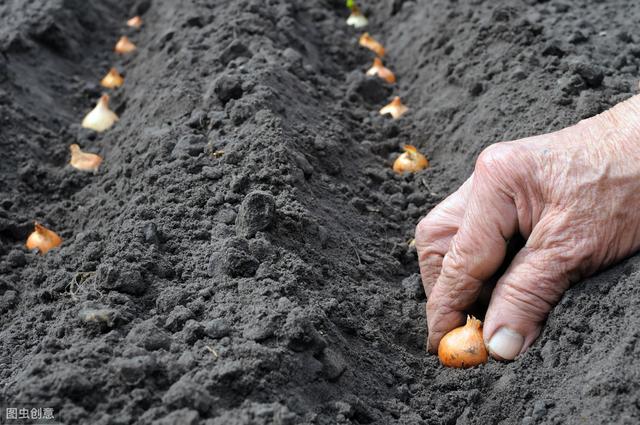 洋葱高产高效栽培管理技术_种植
