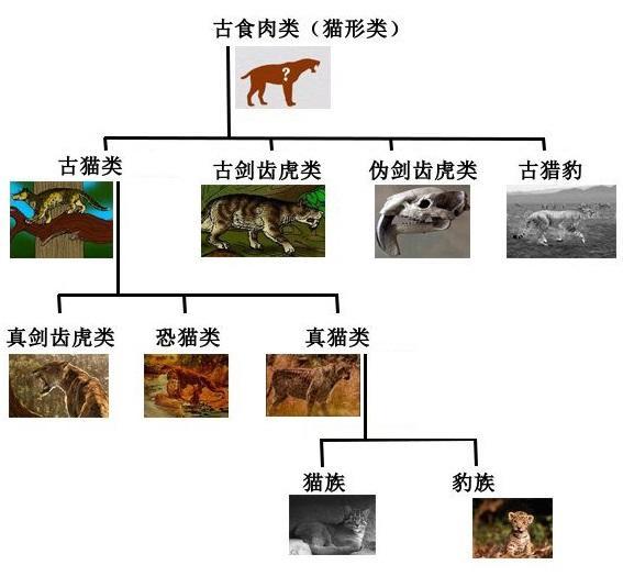 关于这个点,我的答案更侧向于不可能,首先我们来看看猫科动物的进化