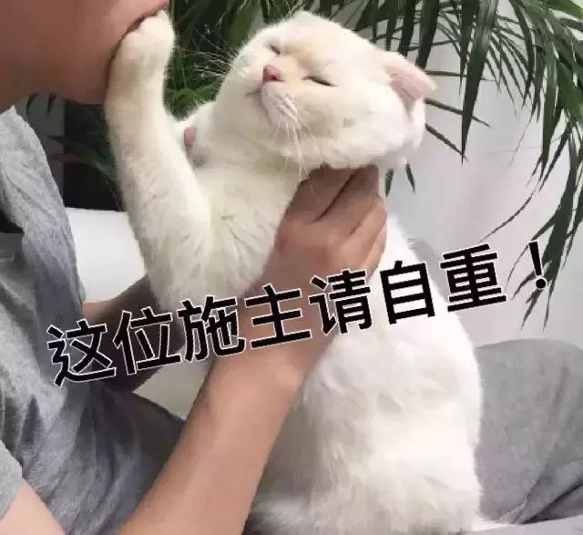 新猫到家,躲着不出来,不吃不喝,该怎么办好?