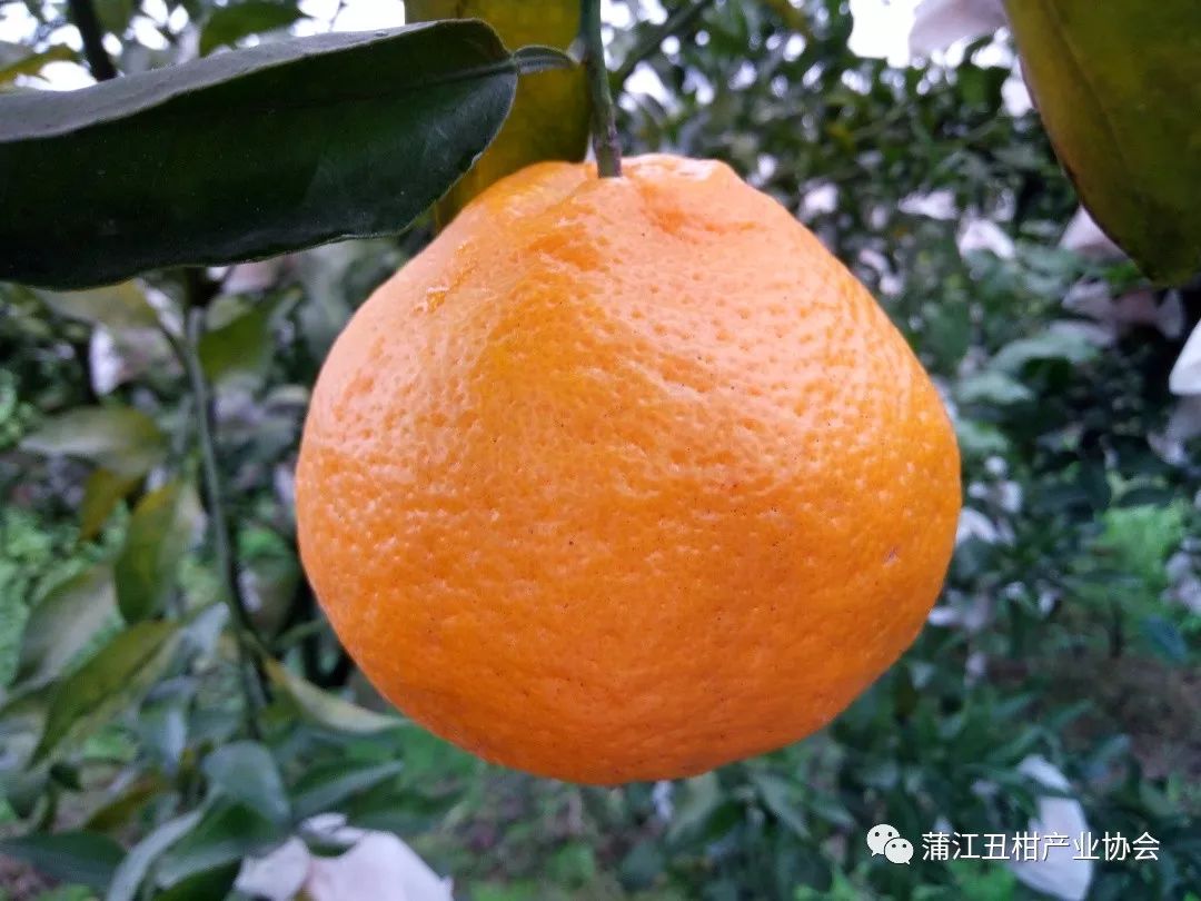 买丑橘吗?假冒的那种!_丑柑