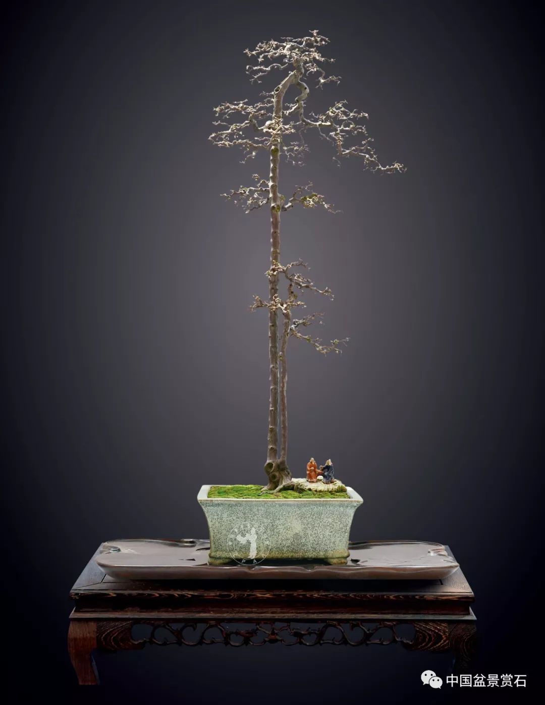 罗汉生雀梅作品"公孙乐"欣赏