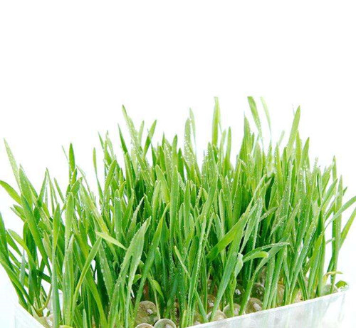 如果家里养有猫咪的话,最好在家里养一些猫草,因为每一只猫咪都会舔毛