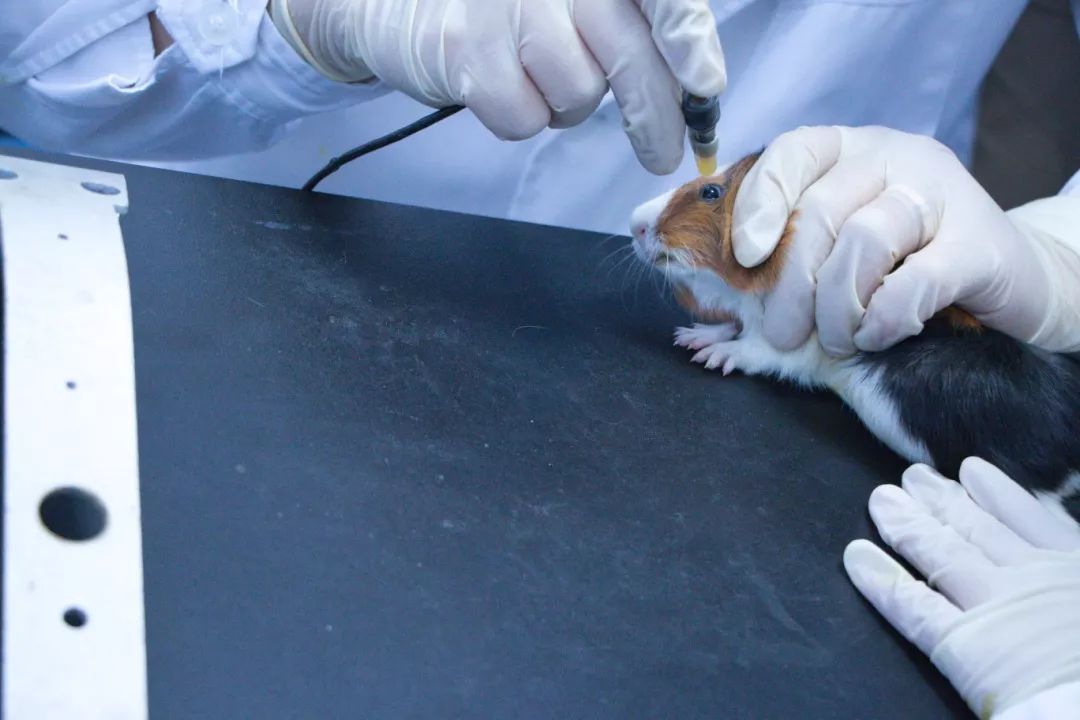 并学会了如何抓取小鼠并对其进行麻药注射,全麻以后进行后续观察