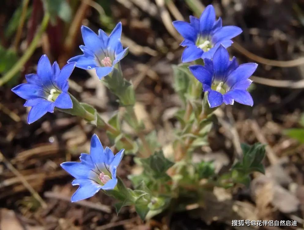 迴旋扁蕾gentianopsis contorta(royle ma.7 镰萼喉毛花comasto