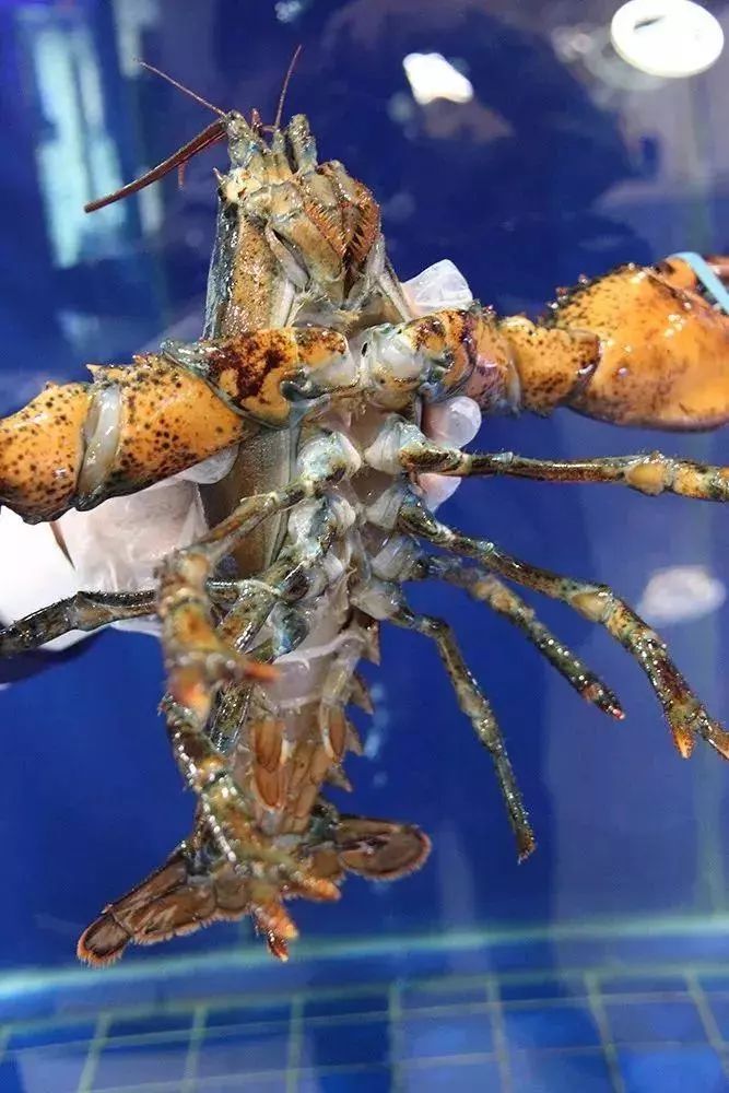 【三聚德海码头海鲜主题餐厅】153元超值2~3人餐!_龙虾