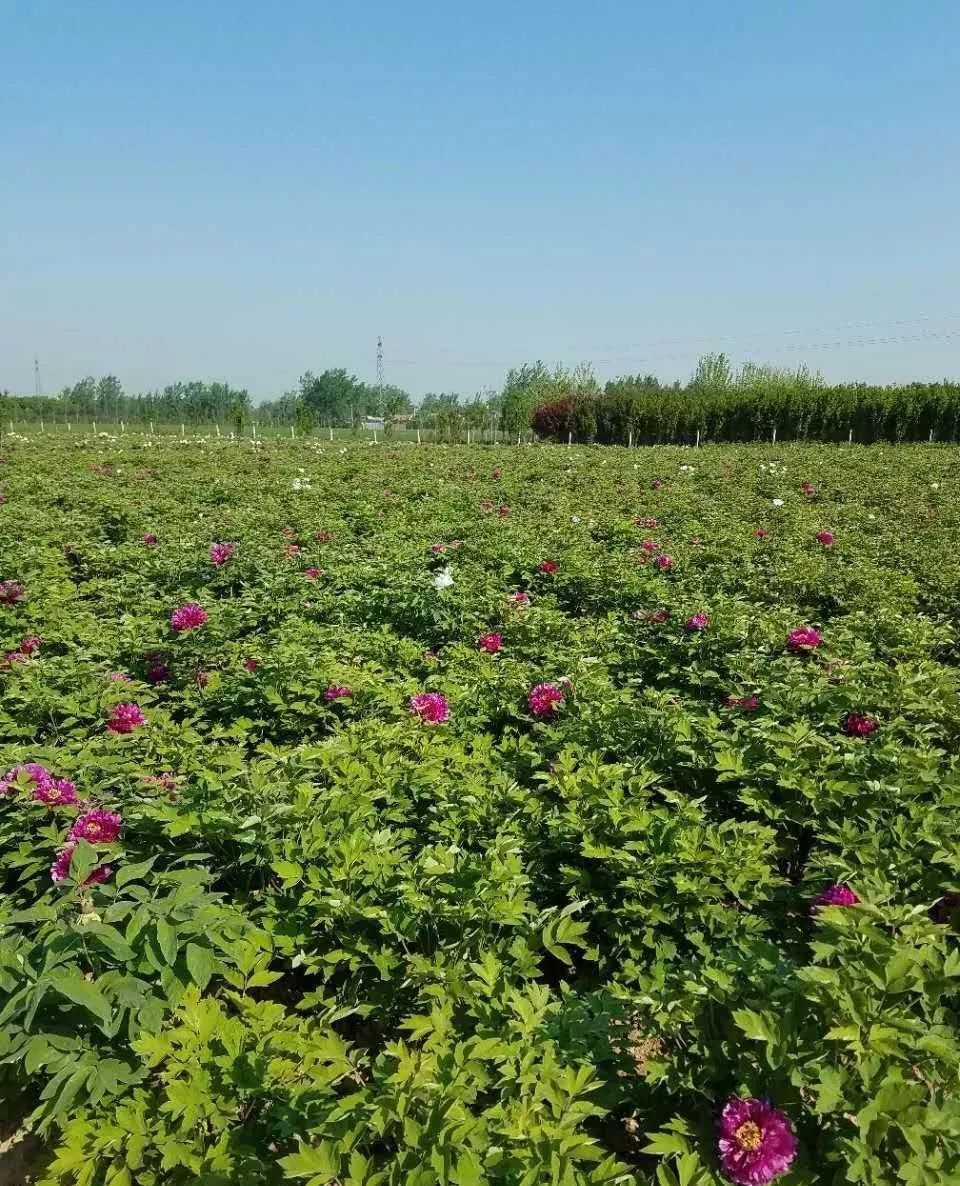 牡丹地栽這樣做再也不怕積水爛根