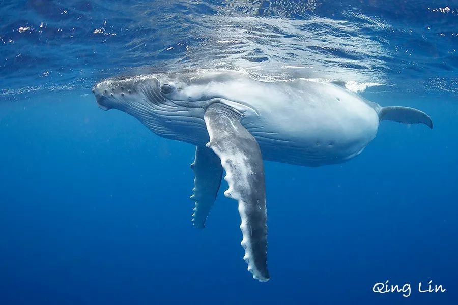 当你出海观鲸时,知道那都是什么鲸鱼吗?