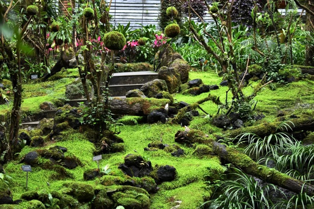仙湖植物园阴生园内的苔藓植物景观摄影