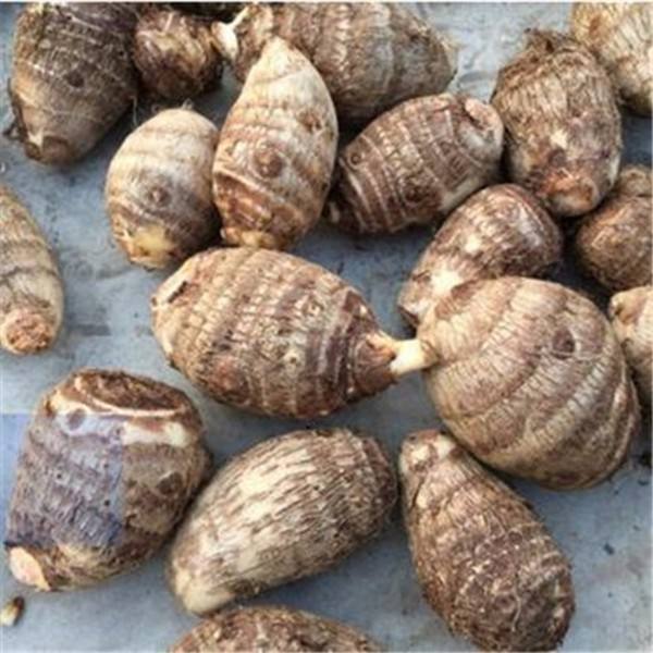 第一步:准备两个芋头和三两海菜以及家里常用的调味料.