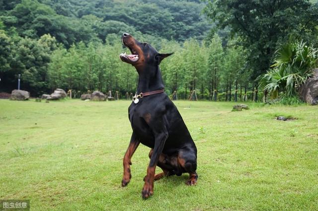 德國杜賓犬有這6種突出的優點難怪現在還有這麼多人想養