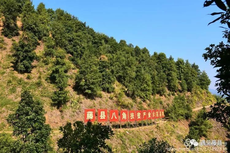 骄傲藤县!全球八角看中国, 中国八角看广西, 广西八角看古龙!_古龙镇