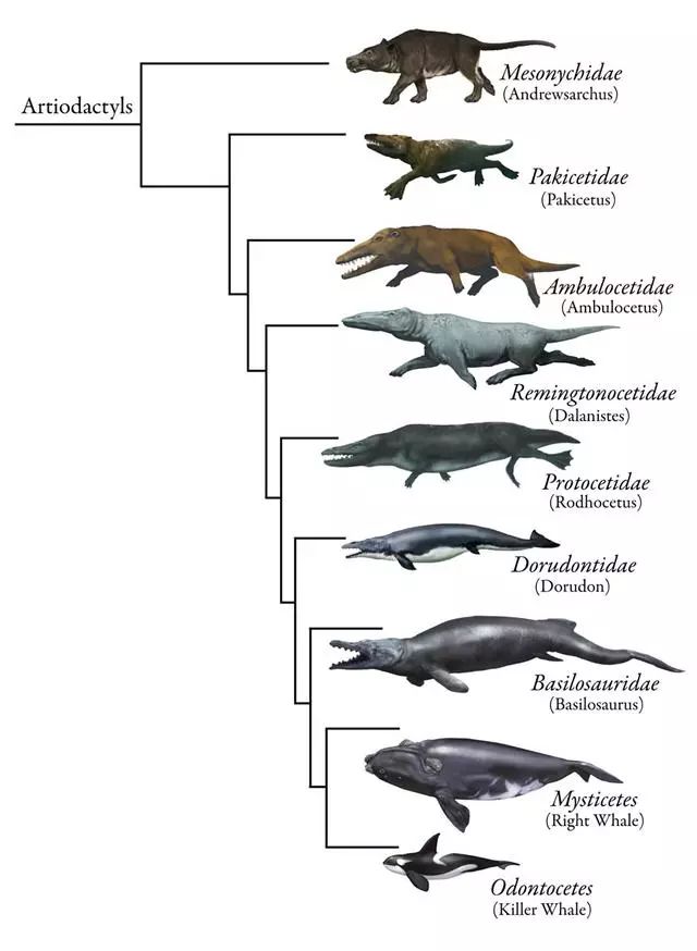 中爪兽进化成鲸鱼图片