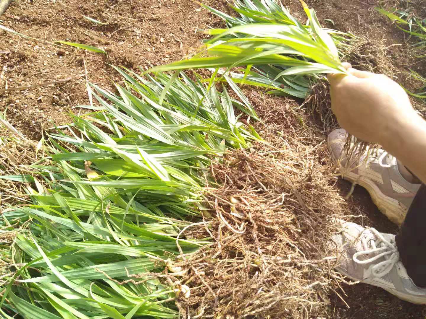 云南禄丰县梅山中药材种植营销专业合作社白芨种苗每天拨苗发货中
