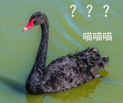 addicted_sugar:第一眼以为图三是只黑天鹅哈哈哈鹅鹅鹅.
