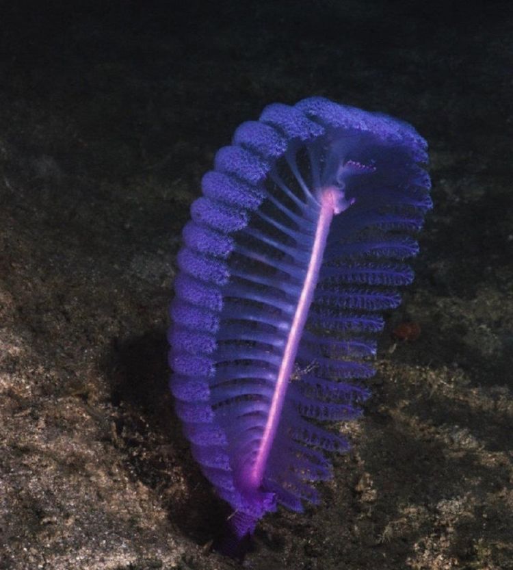 海里最惨的生物长得像根鹅毛笔