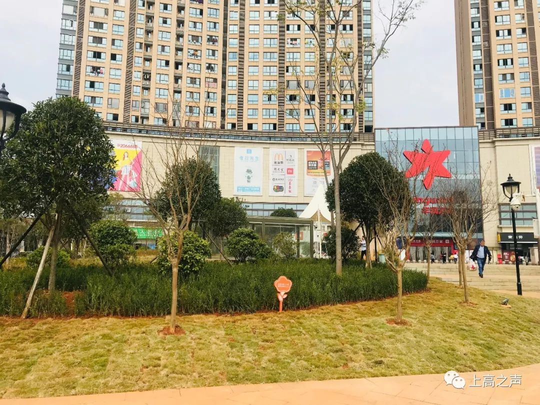 太美了上高中心地标绿化改造换新颜