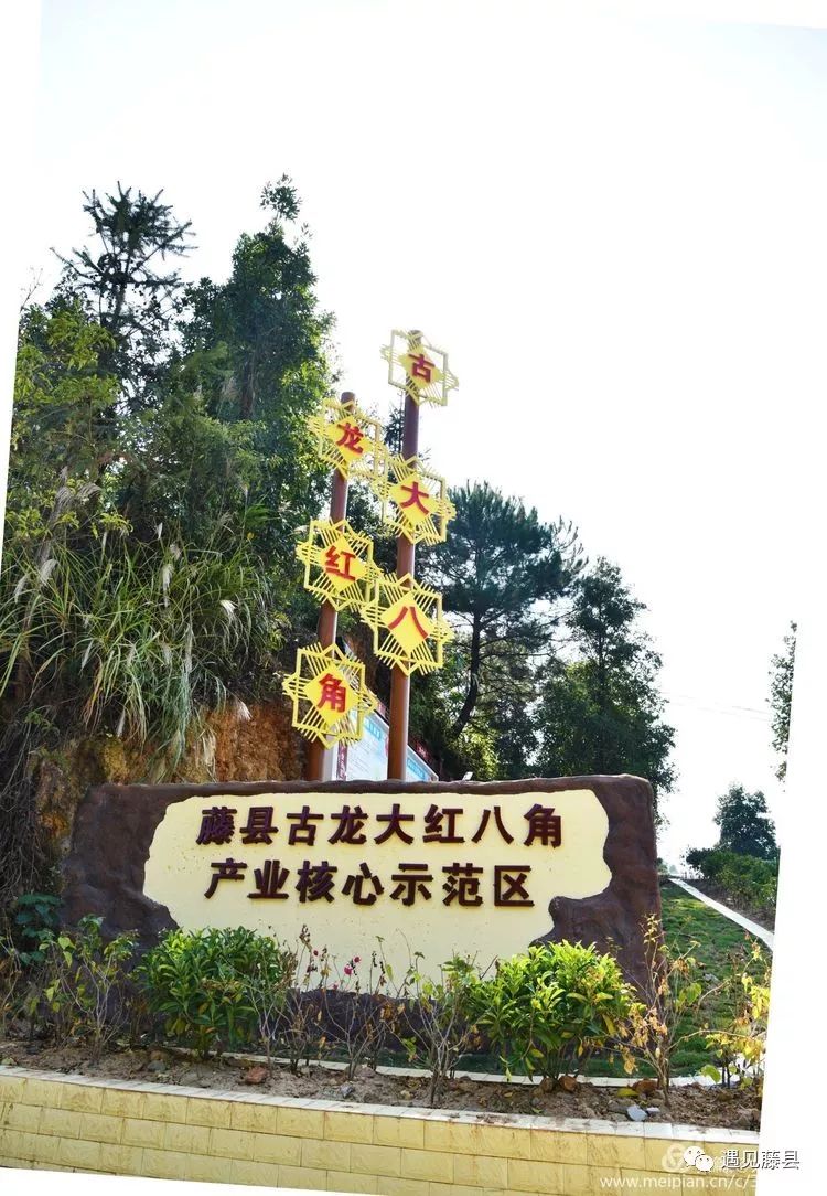 骄傲藤县!全球八角看中国, 中国八角看广西, 广西八角看古龙!_古龙镇