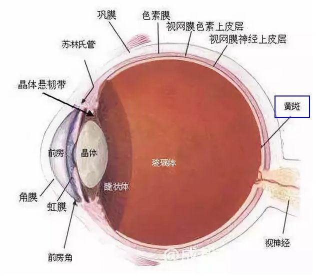 眼睛激光原理是什么_激光是什么样子图片