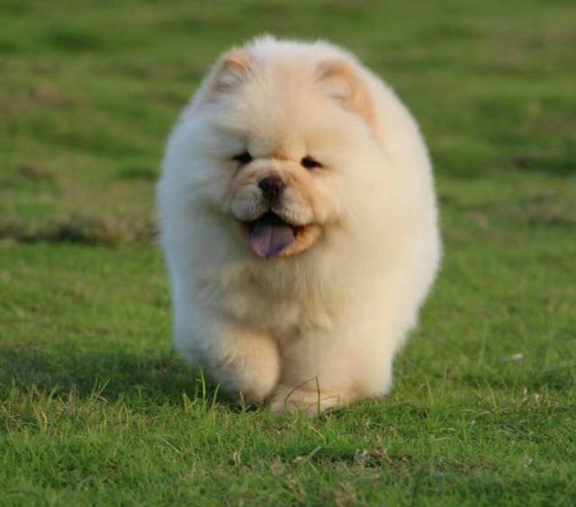 中国最古老的本土狗狗，移动的萌球松狮犬，国内却很少人愿意养_毛发