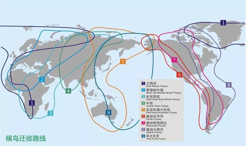 深圳候鸟迁徙路线图片