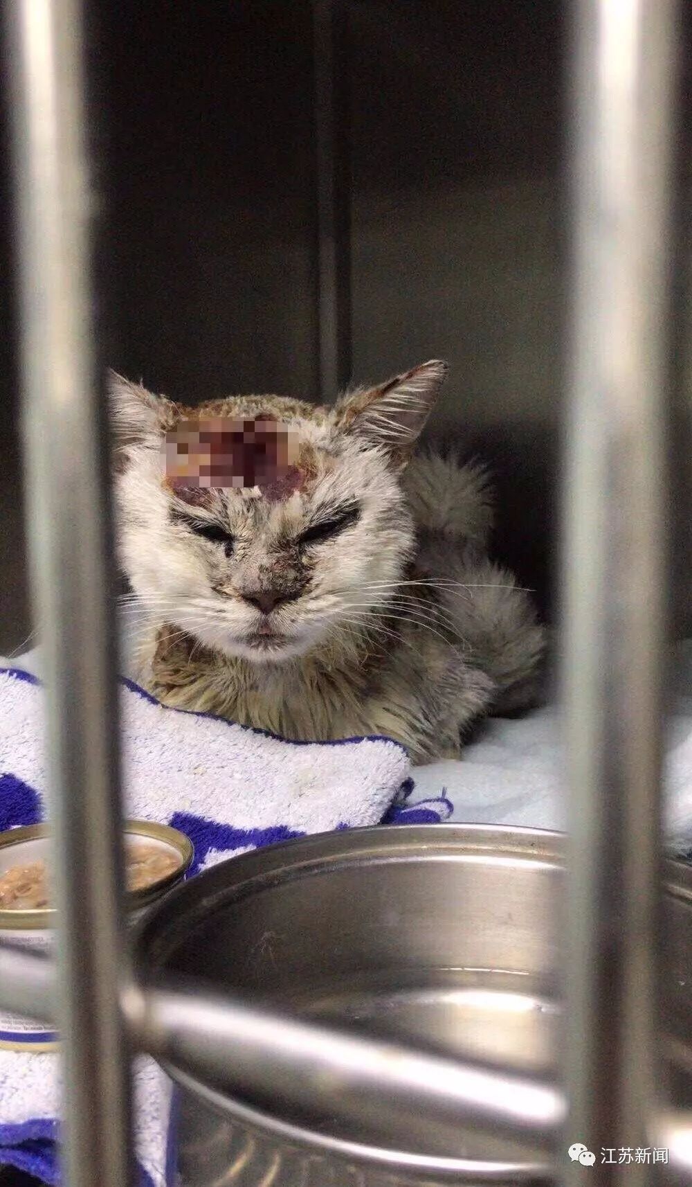 67用开水烫在伤口撒盐南京高校学生被指虐猫警方已介入