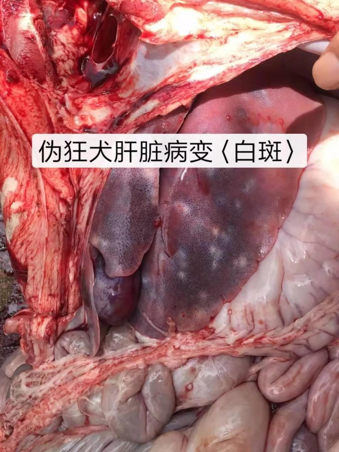 猪伪狂犬病症状图片