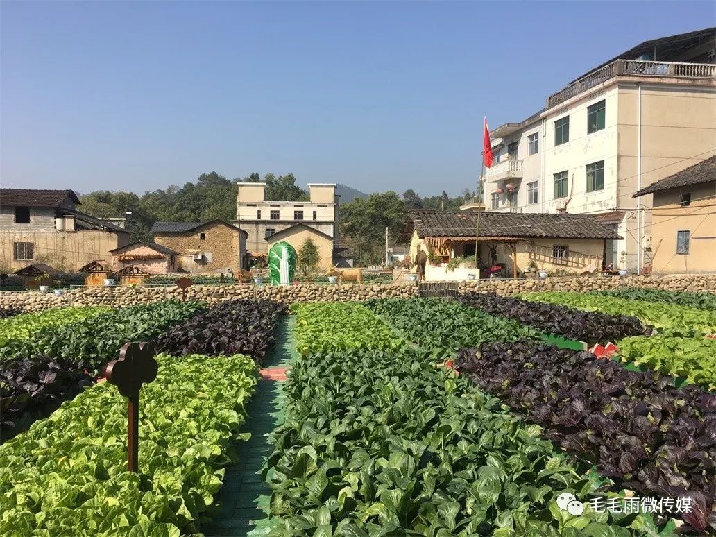 开化乡村下溪村有个梦想菜园