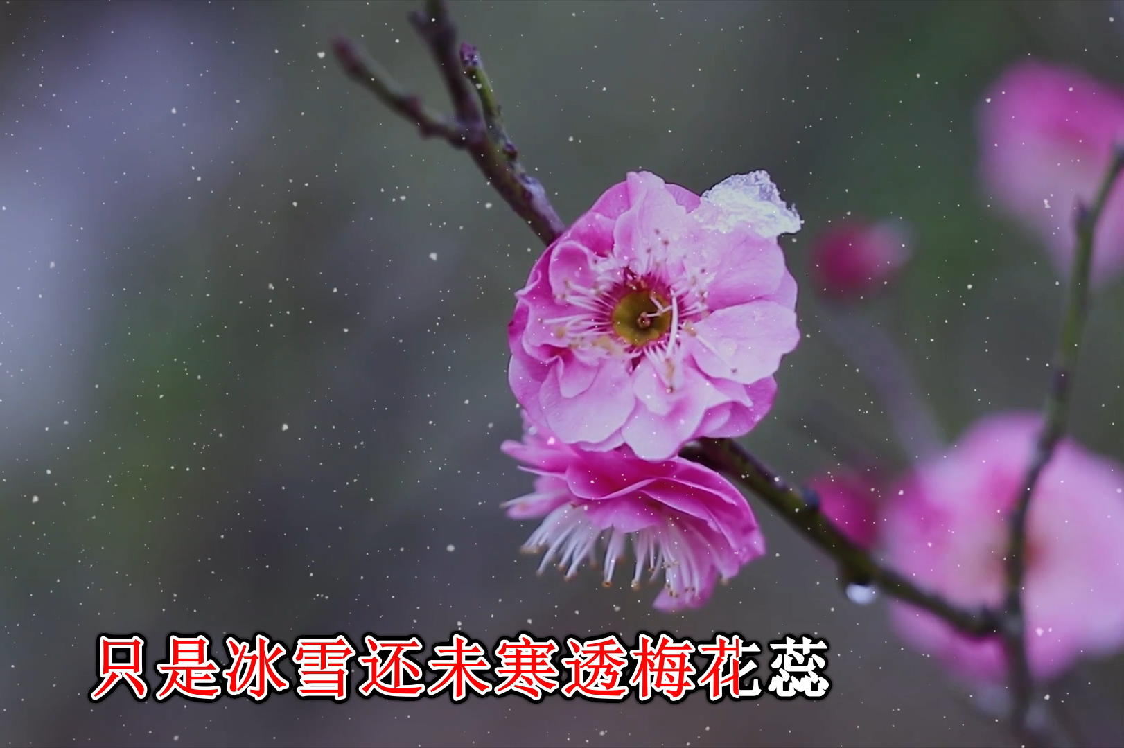 云菲菲《梅花泪》图片