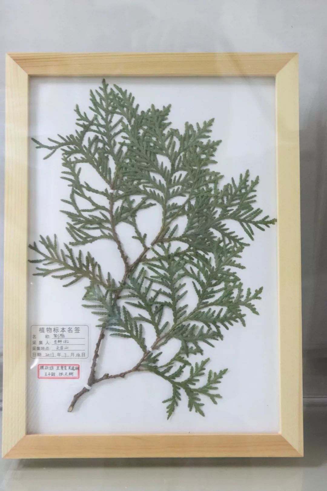 不想来欣赏一下从天目山千里迢迢运回的植物标本嘛?
