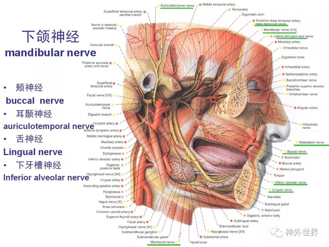 基础篇丨头部的局部解剖与操作