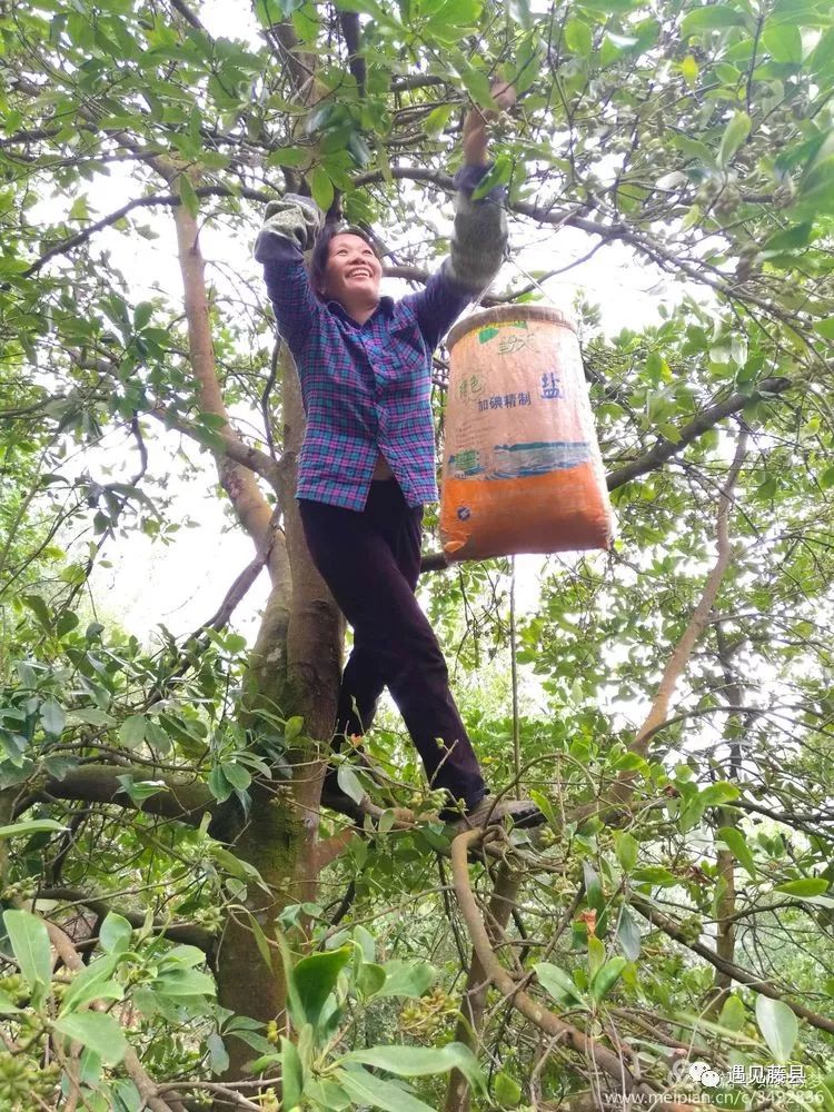 骄傲藤县全球八角看中国中国八角看广西广西八角看古龙