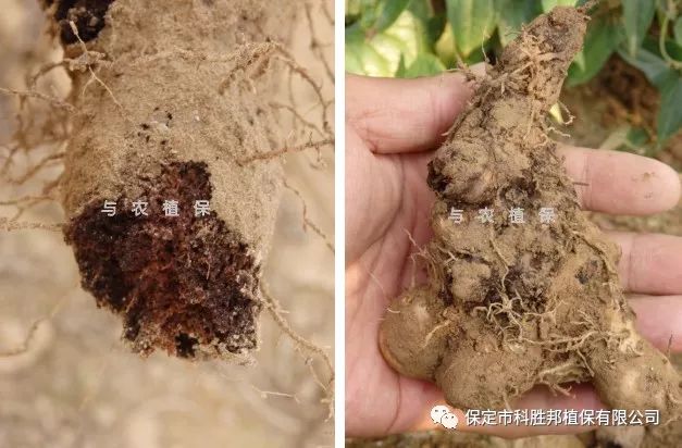 褐腐病***********但是,有另外一种情况,山药地下块茎也可以形成褐色
