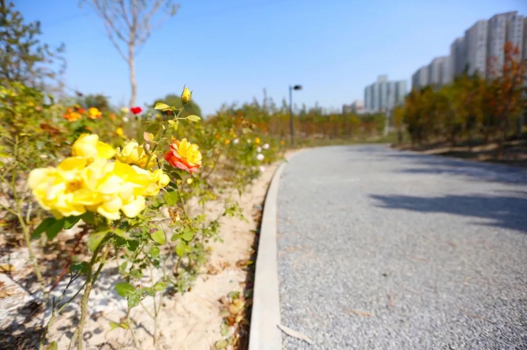 亮相海淀西三旗又添一座大公園而且很特別