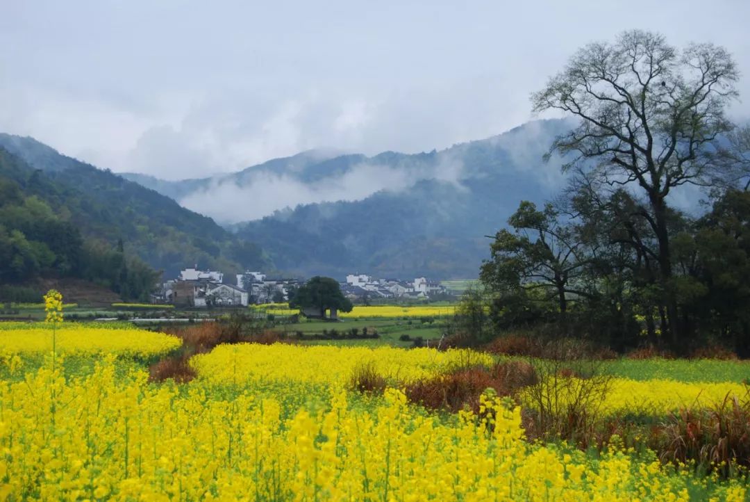 十年樹木百年樹人丨香樟新植故園裡來年新枝度春風