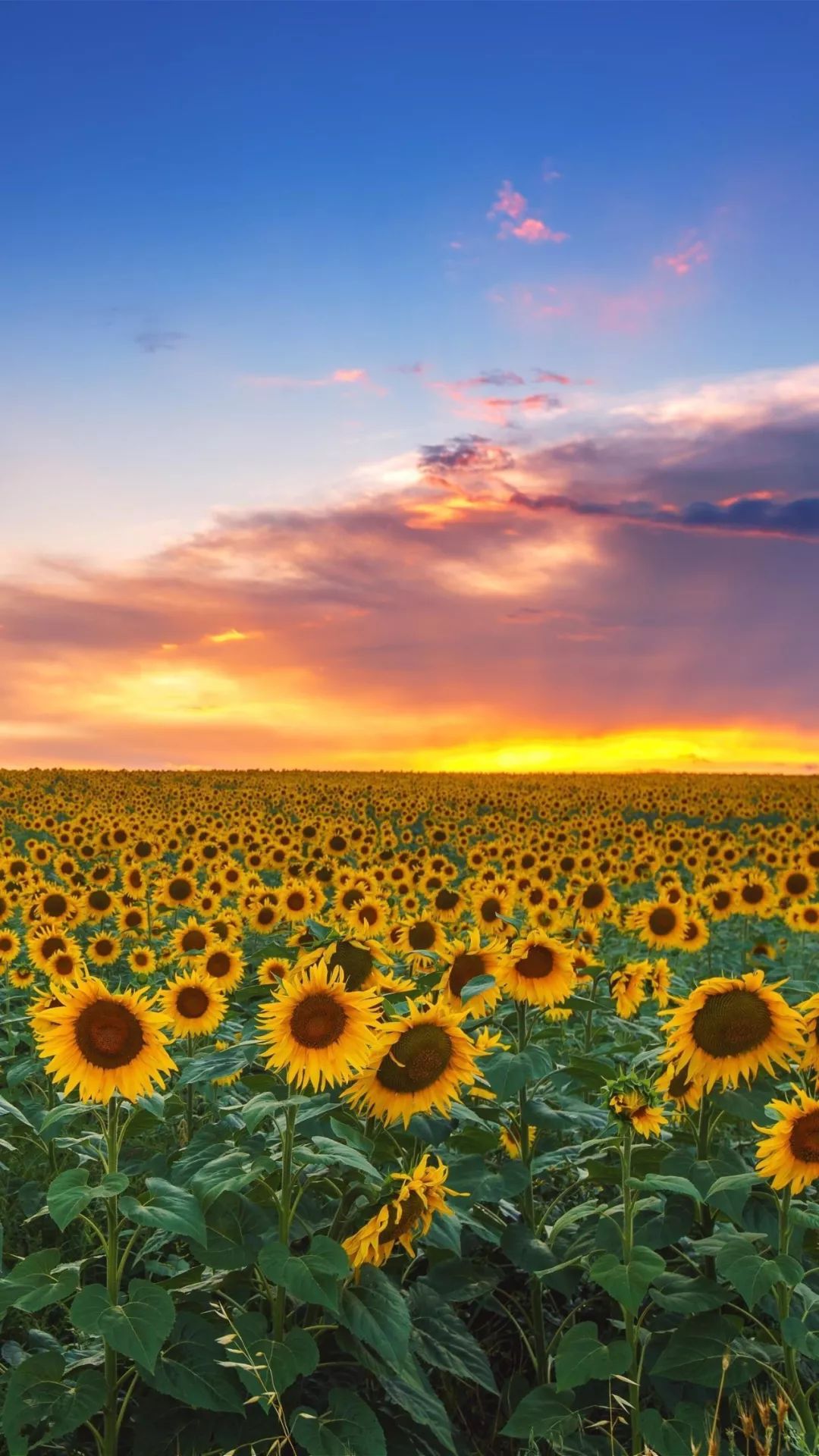 储存阳光,必有远芳