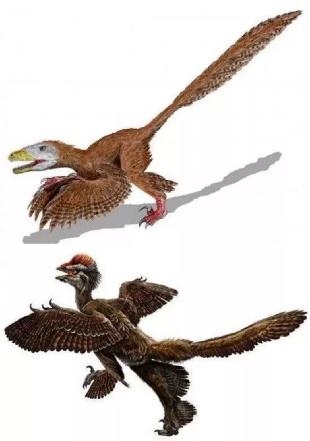 恐龙大明星较小但致命恐龙中的用毒高手