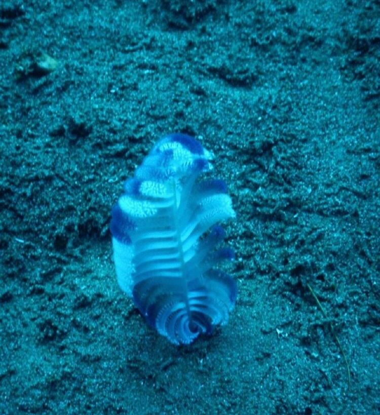 潮汕叫它"狗螺花",现在近海污染,海笔自然也很少见了.