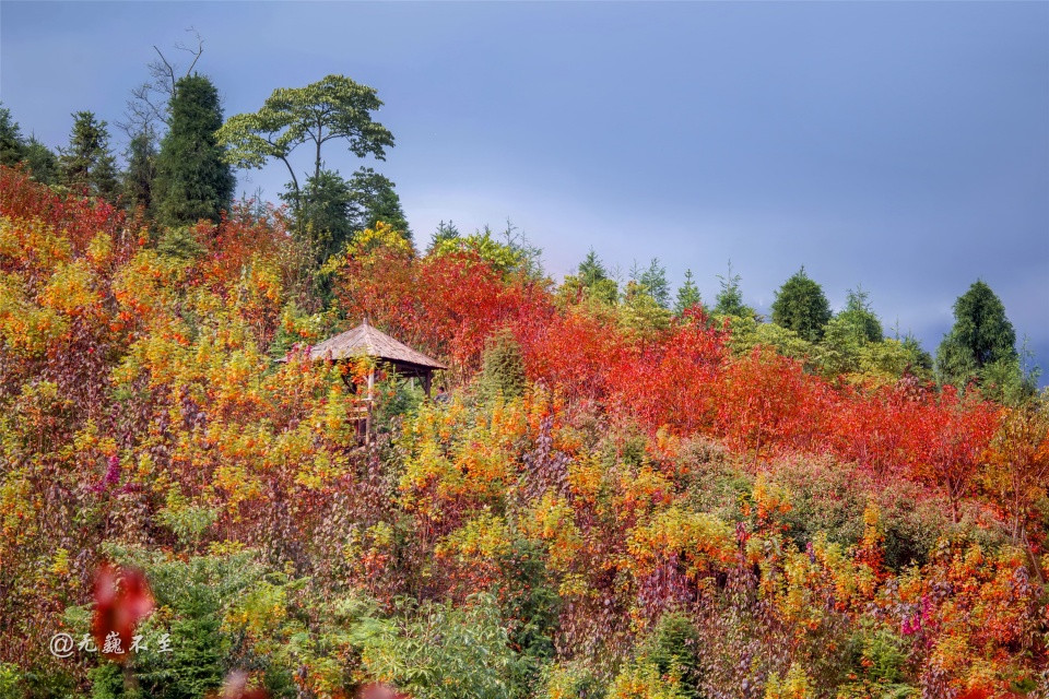 蓥华山花海图片