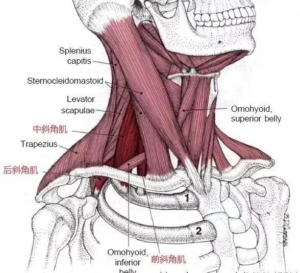斜角肌的解剖位置图图片