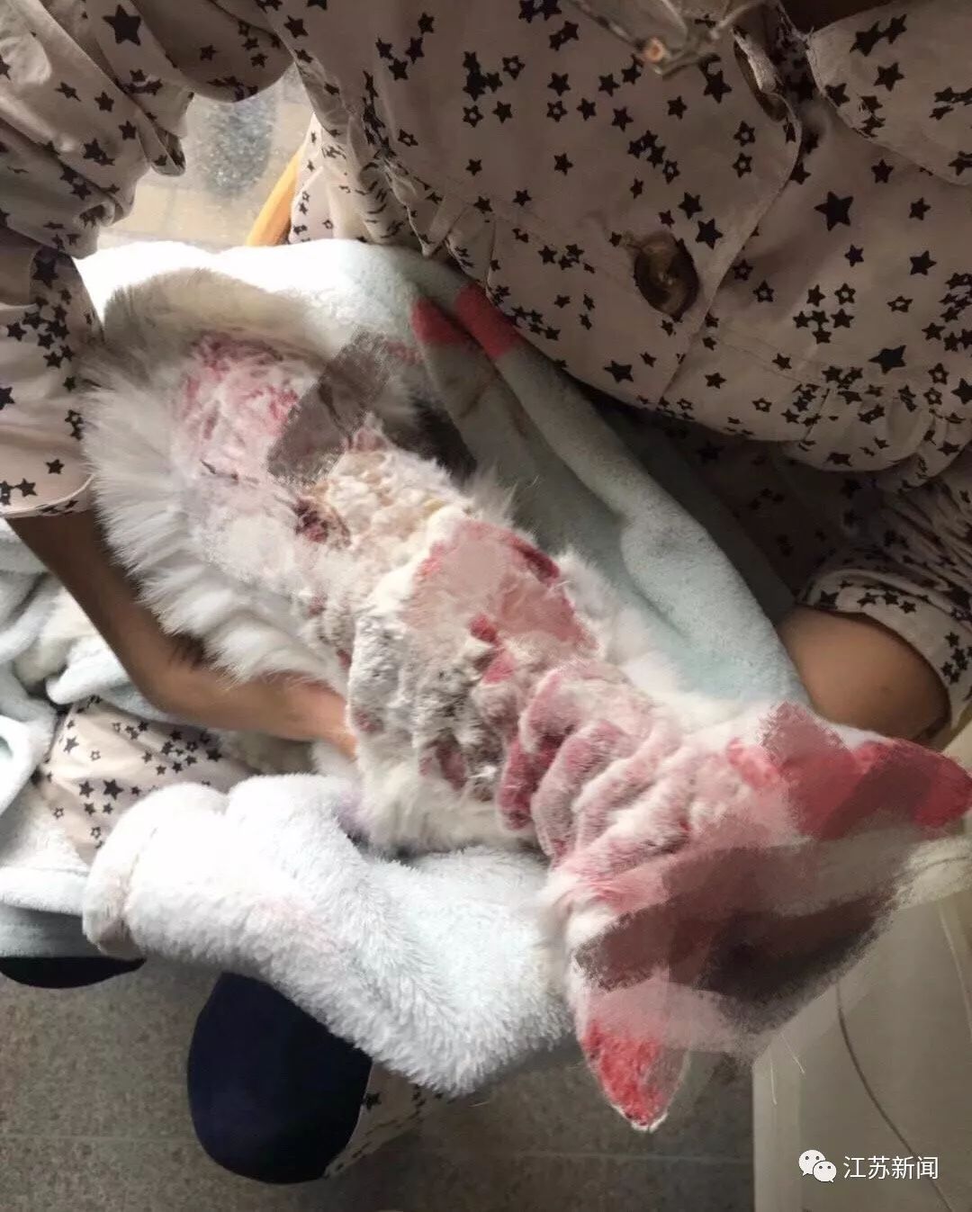 67用开水烫在伤口撒盐南京高校学生被指虐猫警方已介入