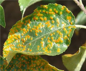 苹果锈病症状及防治办法