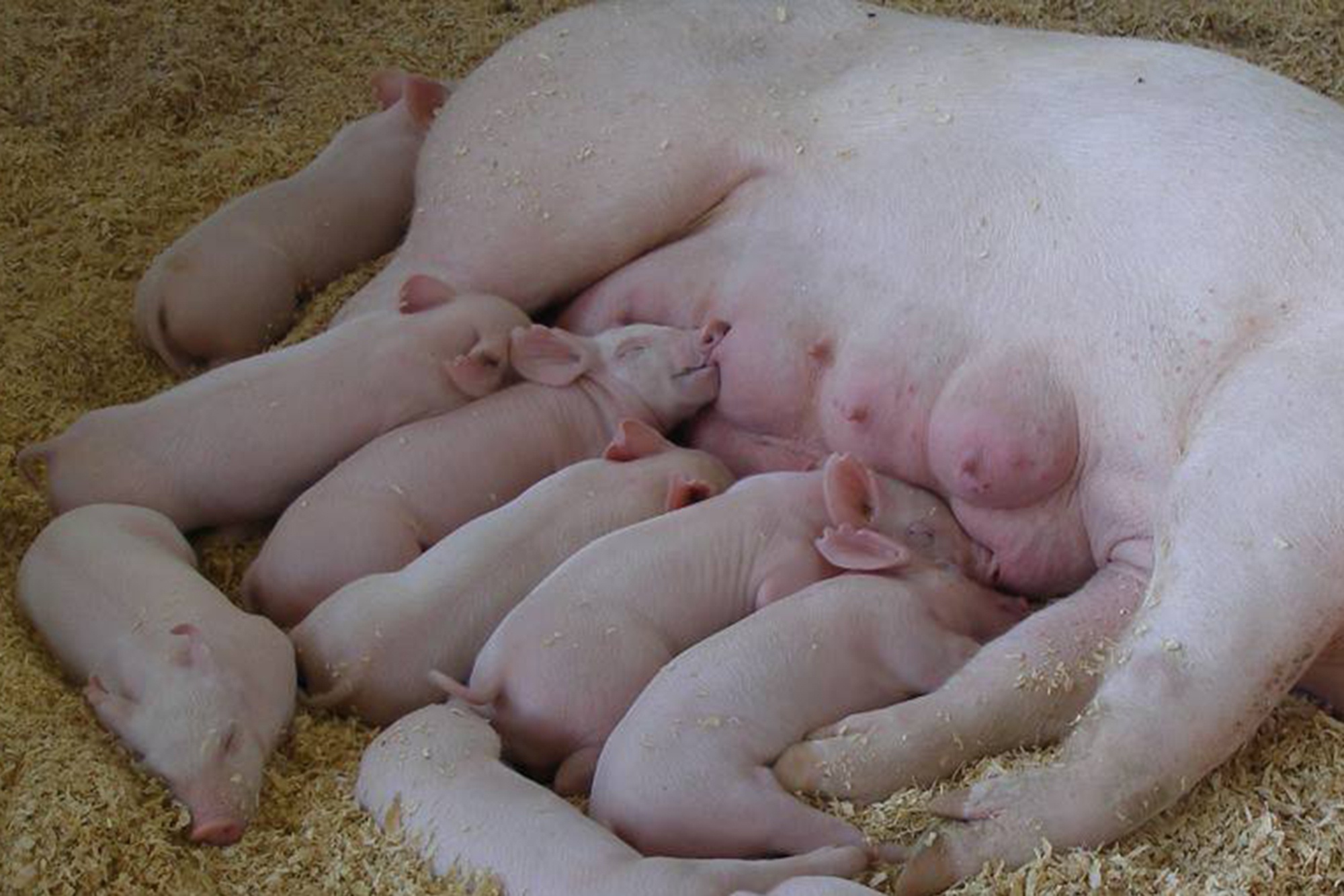 杂交的养猪场,作为万不得已的应急措施,外三元育肥母猪留作种用成为了