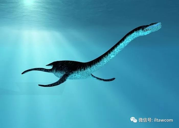 海洋科普912大型海生爬行动物蛇颈龙