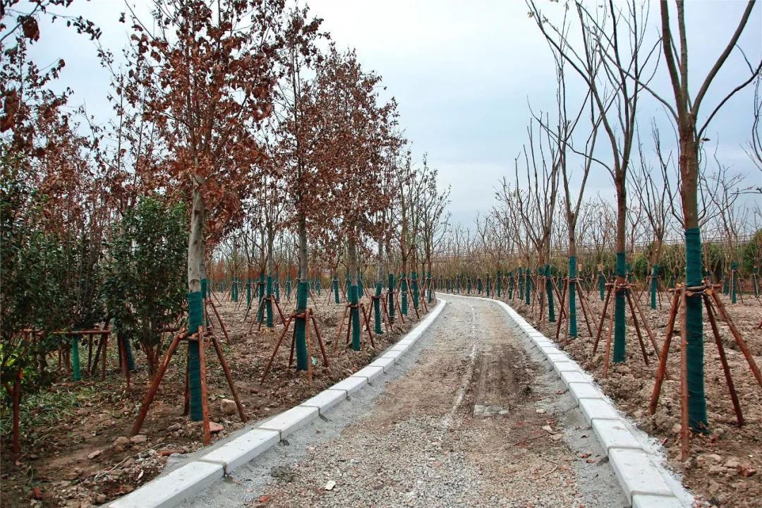 浦东新区区长杭迎伟调研北蔡楔形绿地开发建设