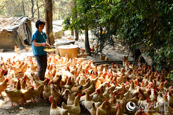 山多林密优势大力发展养鸡业,现有规模种鸡场20多家,养鸡专业户800多